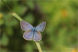 <p>MODRÁSEK LESNÍ (Cyaniris semiargus) Slovensko - Volovské vrchy ----- /Mazarine blue - Rotklee-Bläuling/</p>